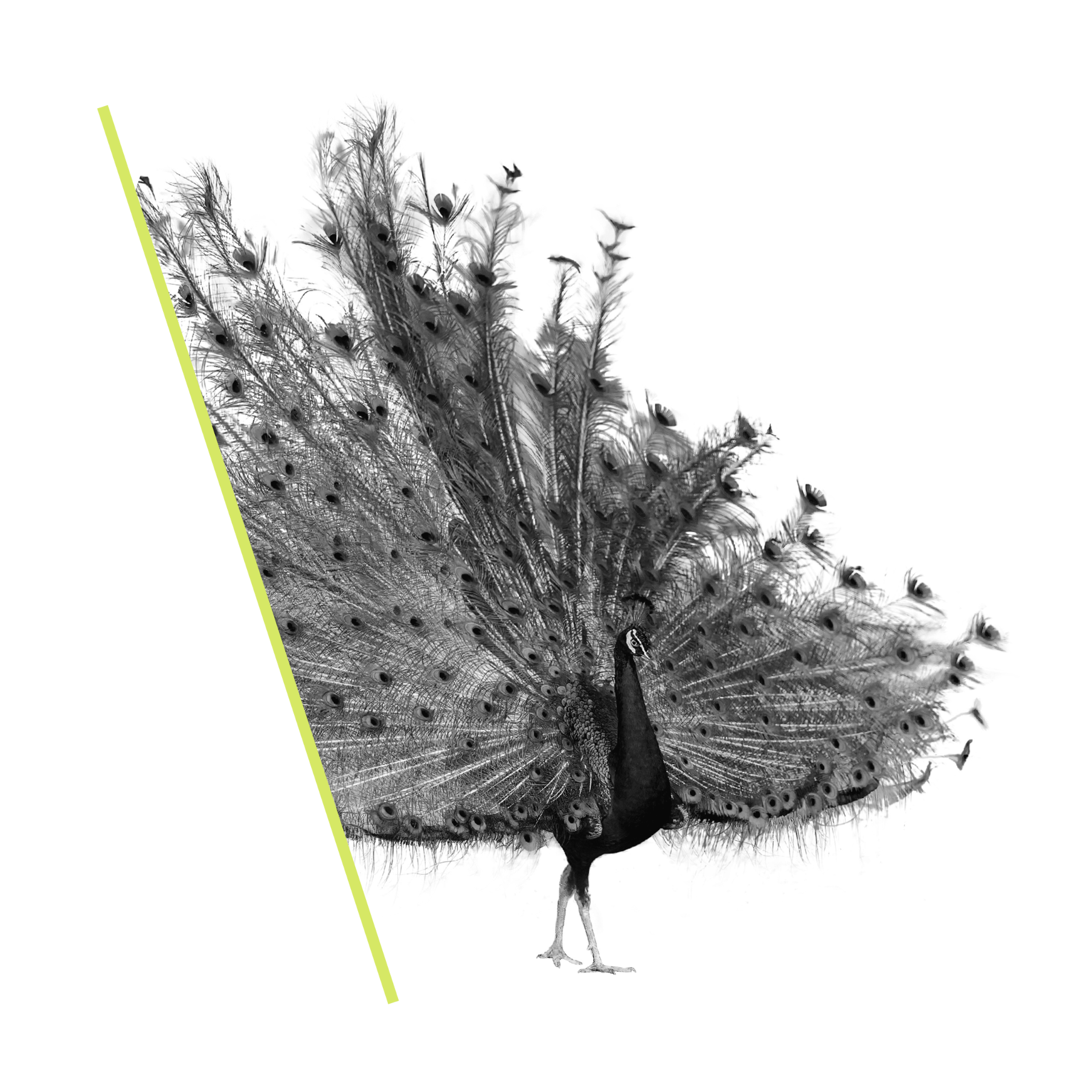 Branding Header Branding header - peacock