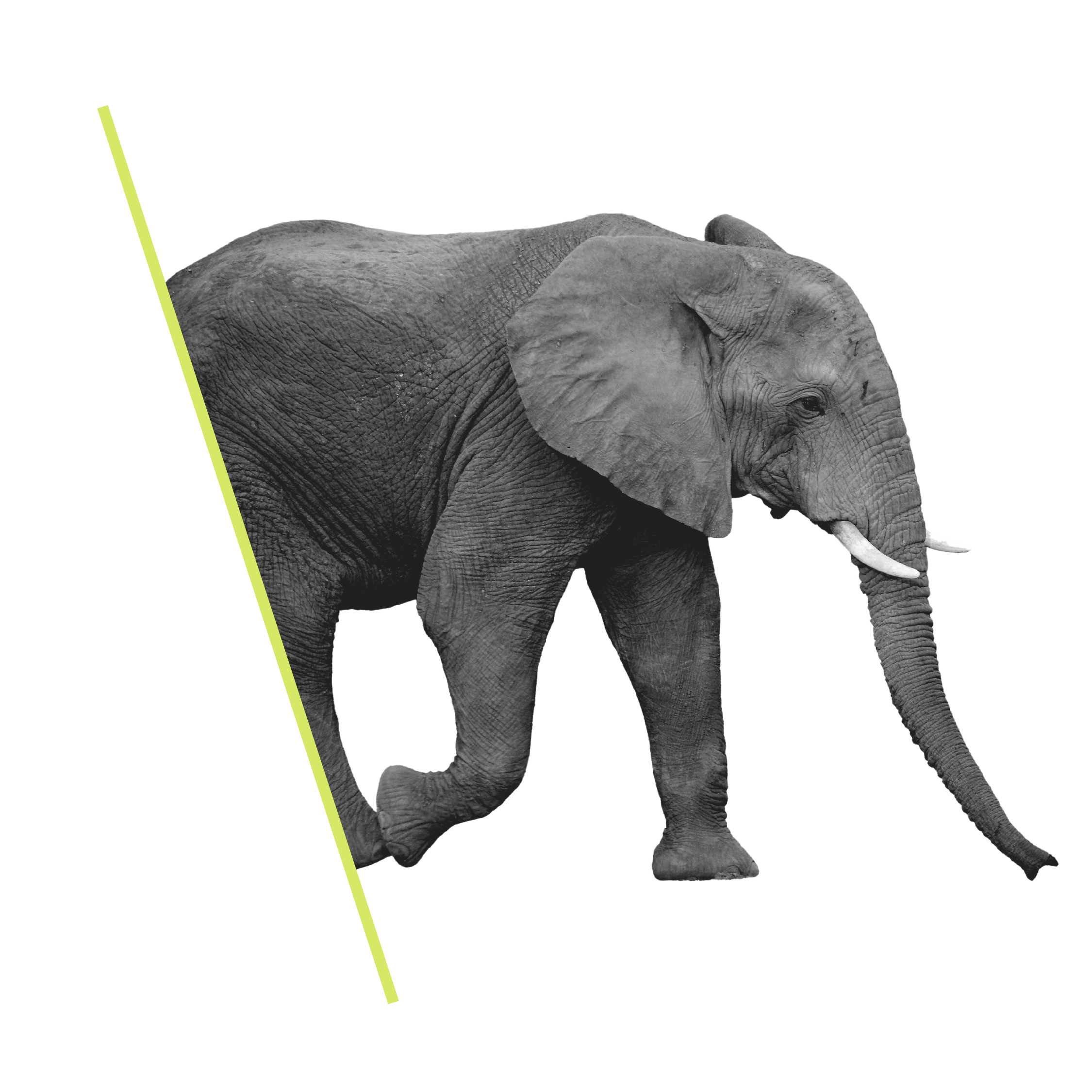 paid search - ppc header - elephant graphic