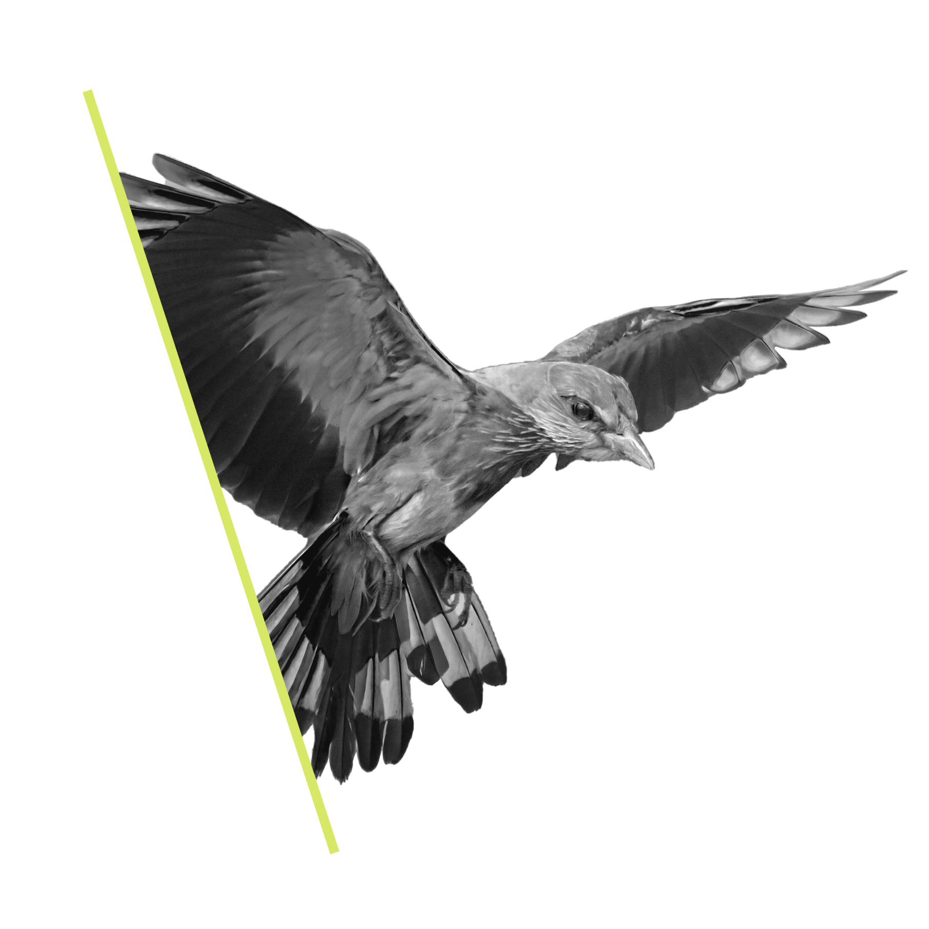 SEO - Flying bird graphic