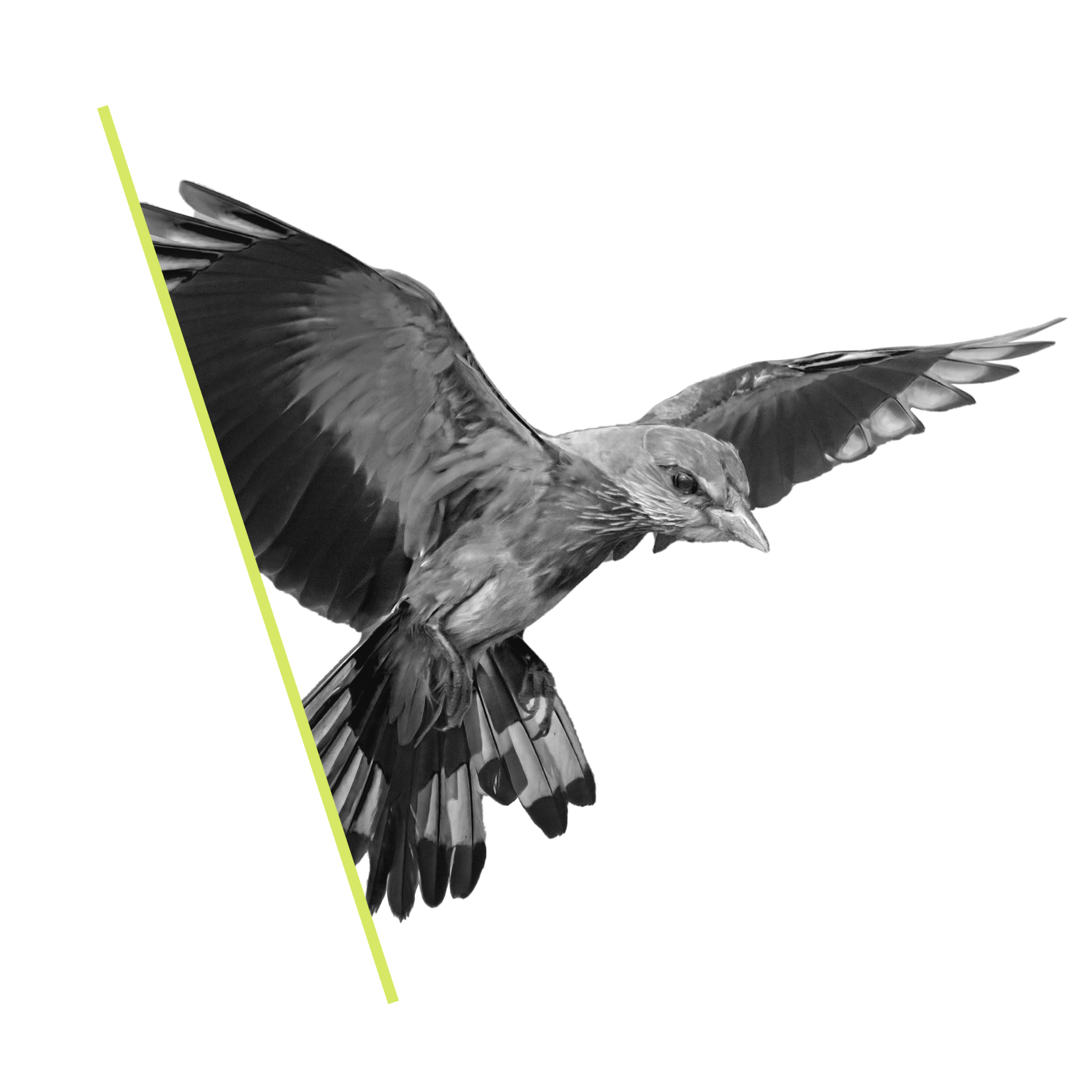 SEO Agency Exeter - SEO services SEO - Flying bird graphic